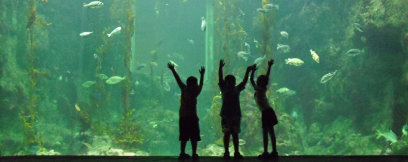 aquarium